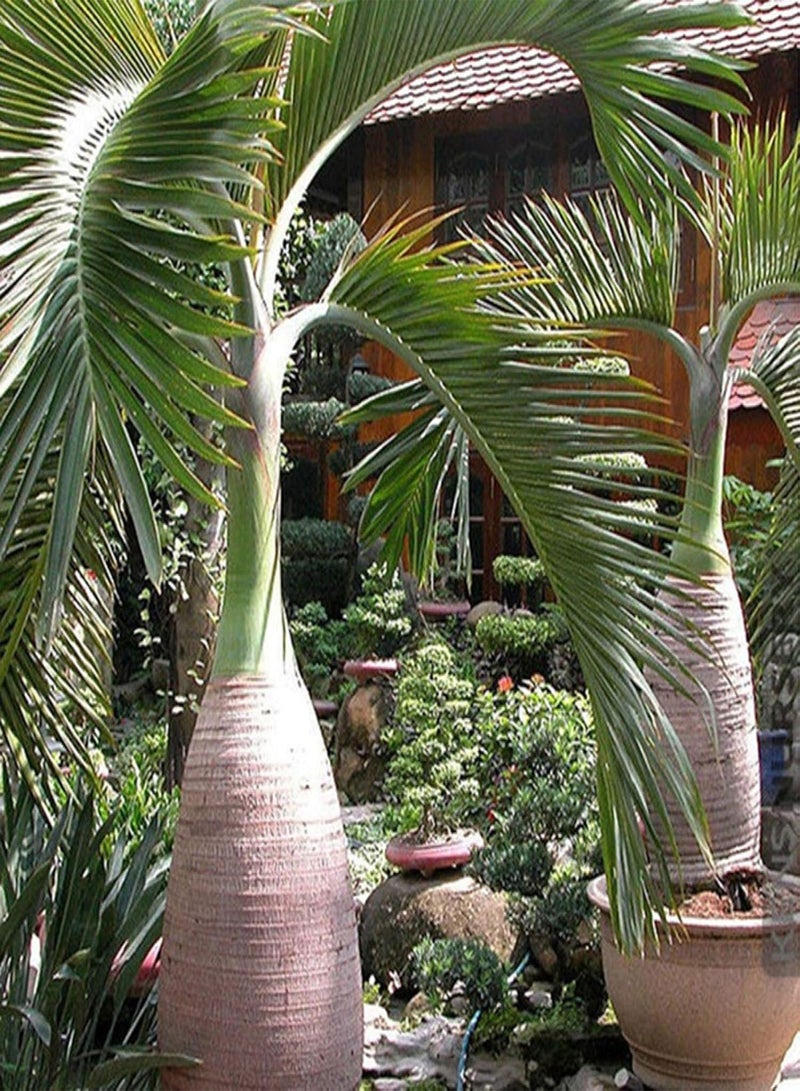 GGOOT Seed for Planting,100Pcs Bottle Shape Palm Tree Seeds Bonsai Garden Tropical Ornamental Plant-Palm Tree Seeds - Image 1