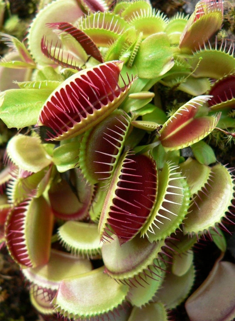 GGOOT 10 Giant Venus Fly Trap, Dionaea MUSCIPULA, Carnivorous Plant, Fresh Viable Seeds - Image 2