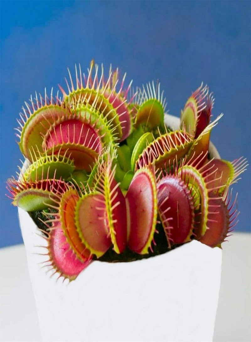 GGOOT 10 Giant Venus Fly Trap, Dionaea MUSCIPULA, Carnivorous Plant, Fresh Viable Seeds - Image 1