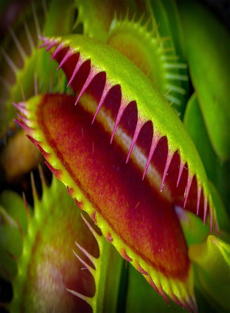 GGOOT 10 Giant Venus Fly Trap, Dionaea MUSCIPULA, Carnivorous Plant, Fresh Viable Seeds - Image 3