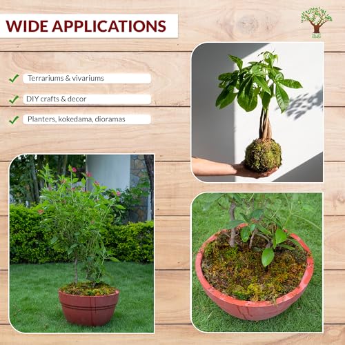 DR ARYA Natural Dried Moss Grass Preserved For Pots With The Nice Green Appearance For Home and Garden - 2 KG - Image 5