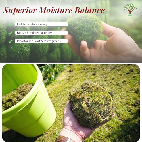 DR ARYA Natural Dried Moss Grass Preserved For Pots With The Nice Green Appearance For Home and Garden - 2 KG - Image 4