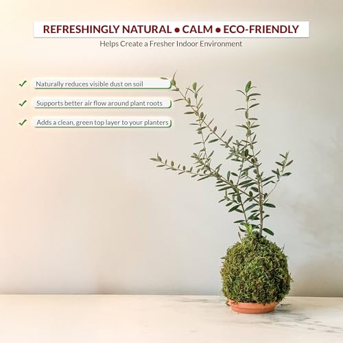 DR ARYA Natural Dried Moss Grass Preserved For Pots With The Nice Green Appearance For Home and Garden - 2 KG - Image 3