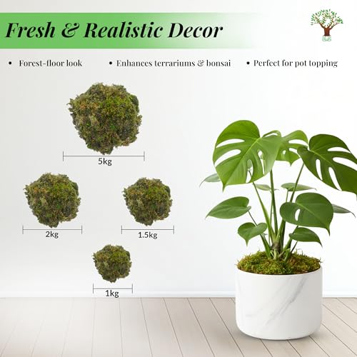 DR ARYA Natural Dried Moss Grass Preserved For Pots With The Nice Green Appearance For Home and Garden - 2 KG - Image 2