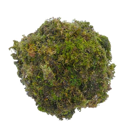 DR ARYA Natural Dried Moss Grass Preserved For Pots With The Nice Green Appearance For Home and Garden - 2 KG - Image 1