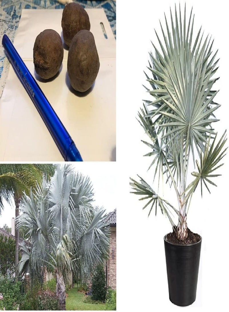 جي جوت نخيل بسمارك بسماركيا نوبيليس 3 بذور كبيرة جدًا - Image 1