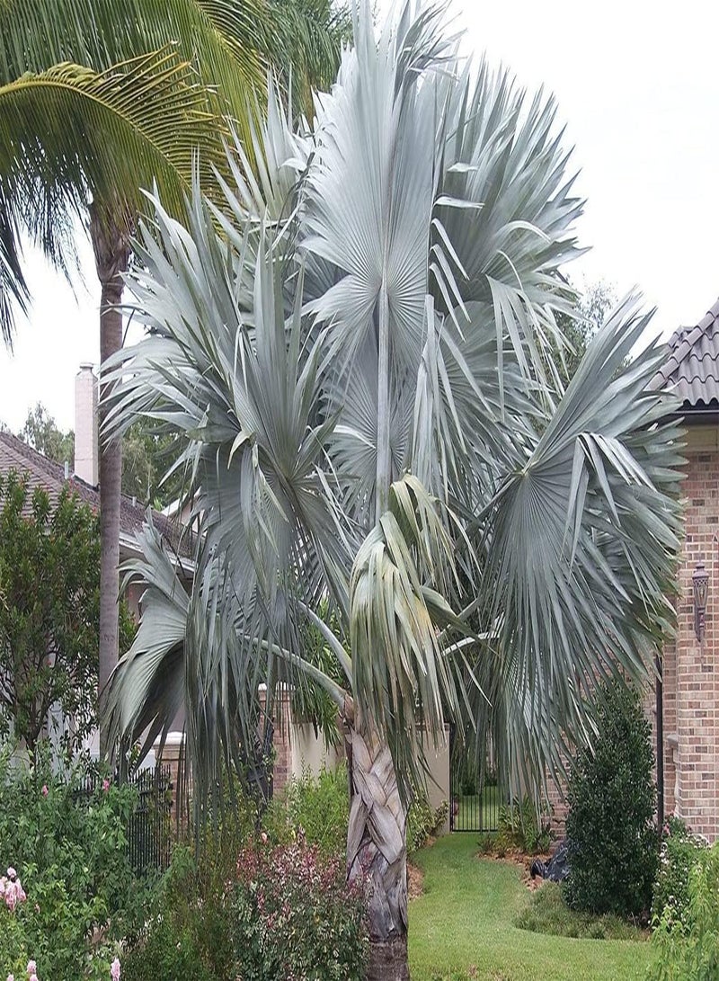 جي جوت نخيل بسمارك بسماركيا نوبيليس 3 بذور كبيرة جدًا - Image 2