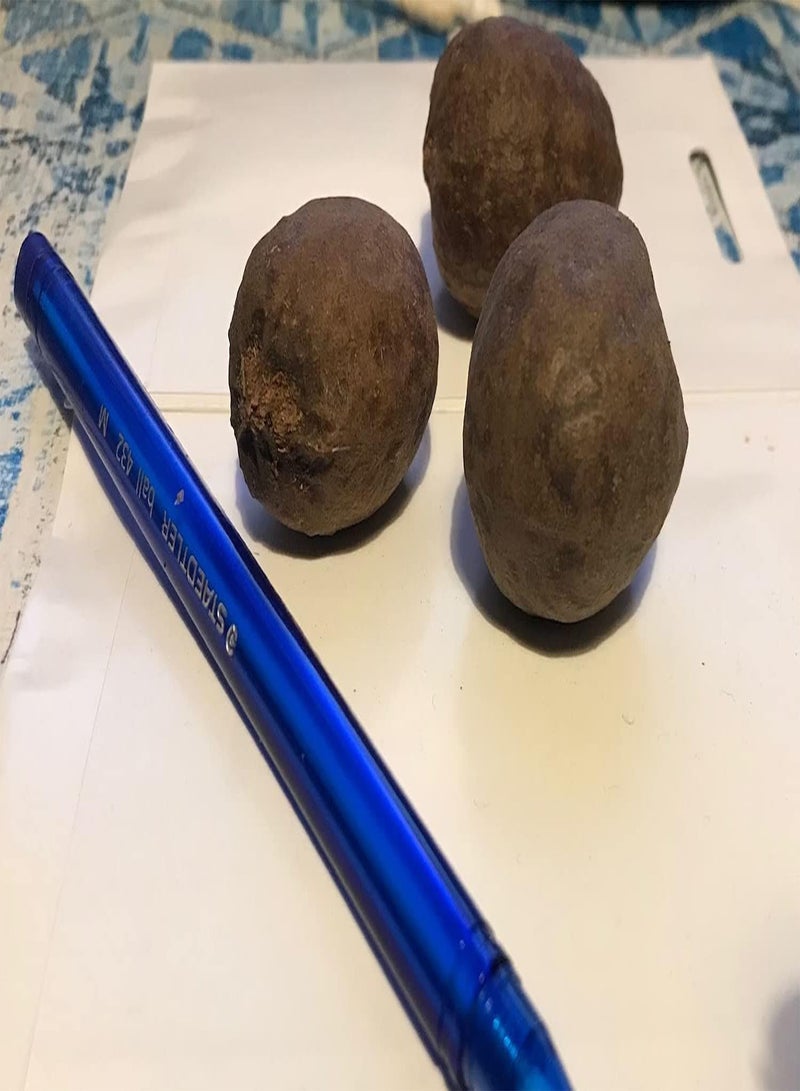 جي جوت نخيل بسمارك بسماركيا نوبيليس 3 بذور كبيرة جدًا - Image 3