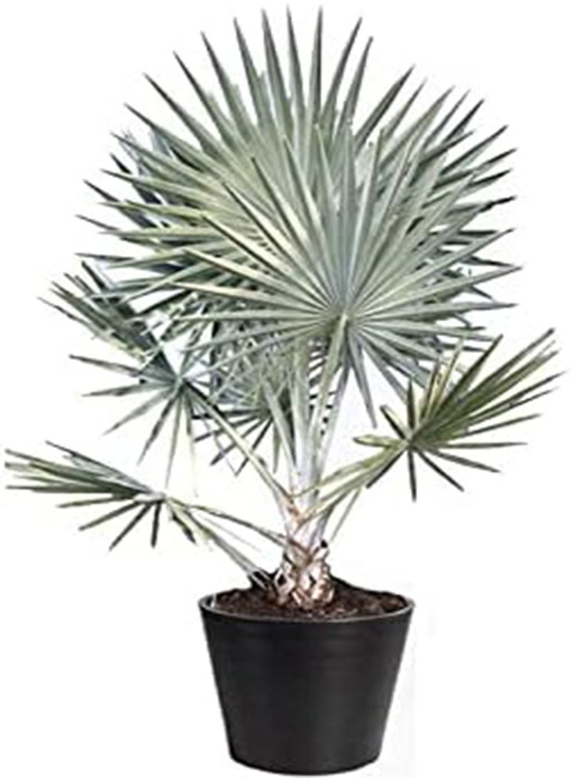 جي جوت نخيل بسمارك بسماركيا نوبيليس 3 بذور كبيرة جدًا - Image 4