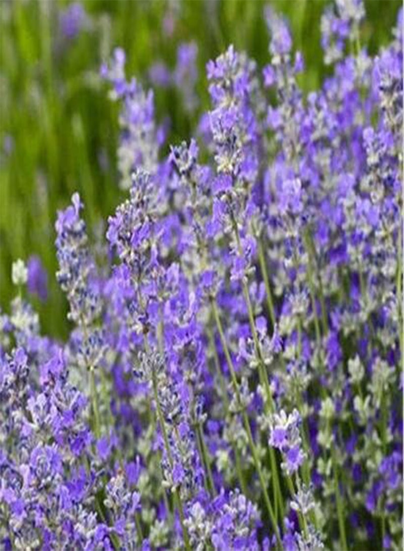 GGOOT 200pcs/lot Garden Aromatic Plants Little Girl Lavender,French Provence Lavender Seeds Potted Plant Seeds Very Fragrant 4 - Image 1