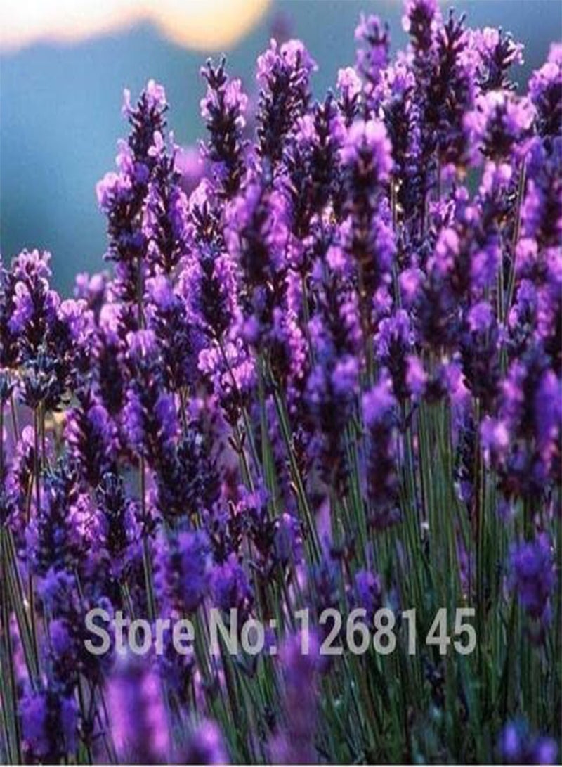 GGOOT 200pcs/lot Garden Aromatic Plants Little Girl Lavender,French Provence Lavender Seeds Potted Plant Seeds Very Fragrant 4 - Image 3