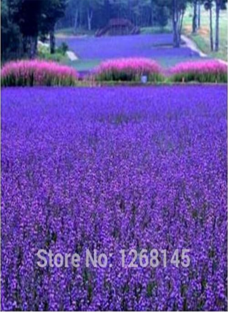 GGOOT 200pcs/lot Garden Aromatic Plants Little Girl Lavender,French Provence Lavender Seeds Potted Plant Seeds Very Fragrant 4 - Image 2