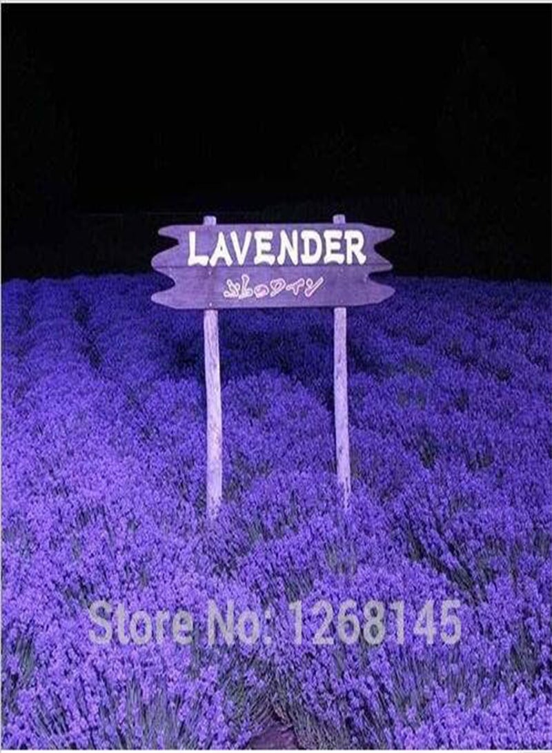 GGOOT 200pcs/lot Garden Aromatic Plants Little Girl Lavender,French Provence Lavender Seeds Potted Plant Seeds Very Fragrant 4 - Image 4