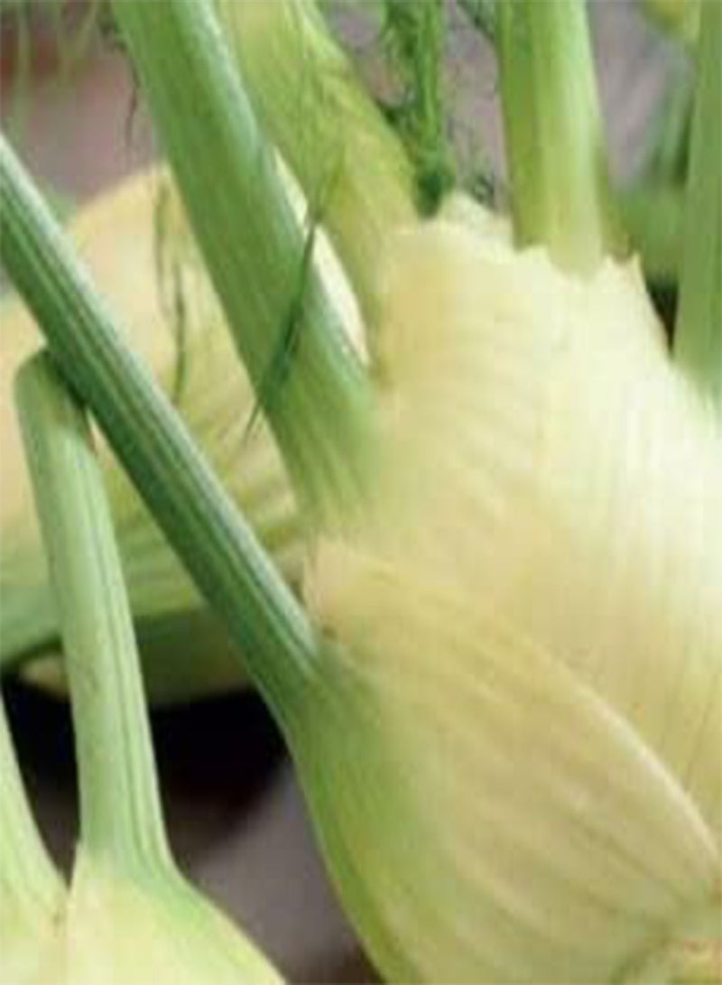 GGOOT 55 Seeds of Fennel Florence