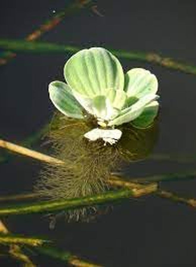 Water lettuce floating aquarium plants (pack of 3) - Image 4