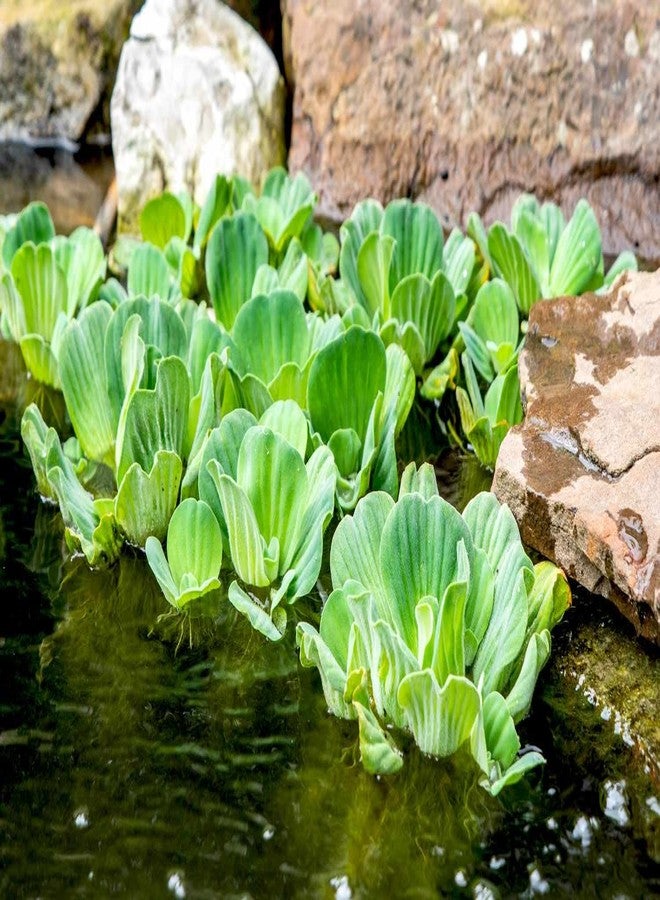 Water lettuce floating aquarium plants (pack of 3) - Image 1