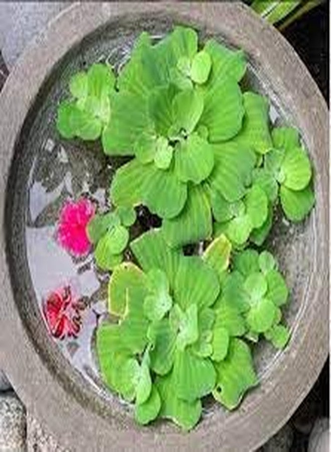 Water lettuce floating aquarium plants (pack of 3) - Image 3