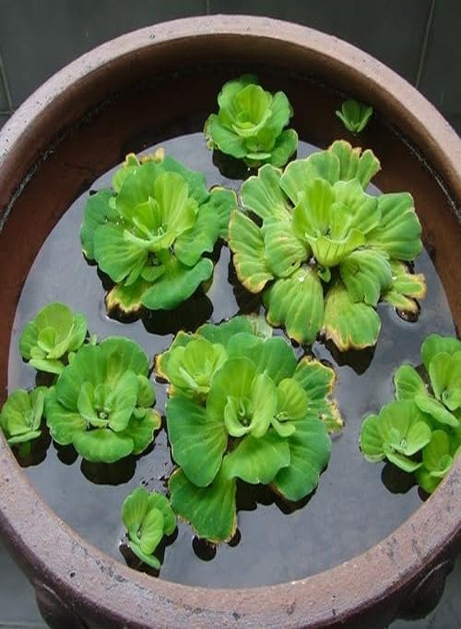 Water lettuce floating aquarium plants (pack of 3) - Image 5