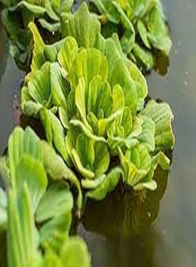 Water lettuce floating aquarium plants (pack of 3) - Image 2