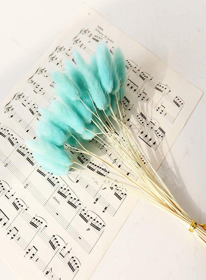 اوكيي زهور مجففة من نوع Lagurus Ovatus (ذيل الأرنب) لتزيين المنزل من OUKEYI، زهور حقيقية، عشب مجفف يدوم طويلاً، باقة زهور، دعائم تصوير من مواد طبيعية، 50 قطعة (أزرق تيف) - Image 5