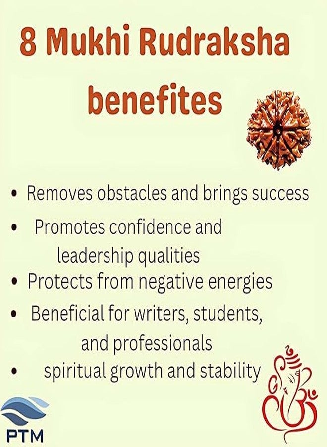 بي تي إم خرز رودراكشا نيبالي أصلي معتمد من PTM Natural، ثماني الوجوه (8 موخي)، مع شهادة اختبار معملي. - Image 4