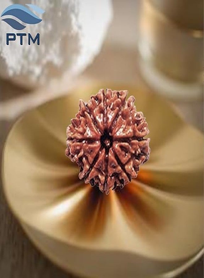 بي تي إم خرز رودراكشا نيبالي أصلي معتمد من PTM Natural، ثماني الوجوه (8 موخي)، مع شهادة اختبار معملي. - Image 2