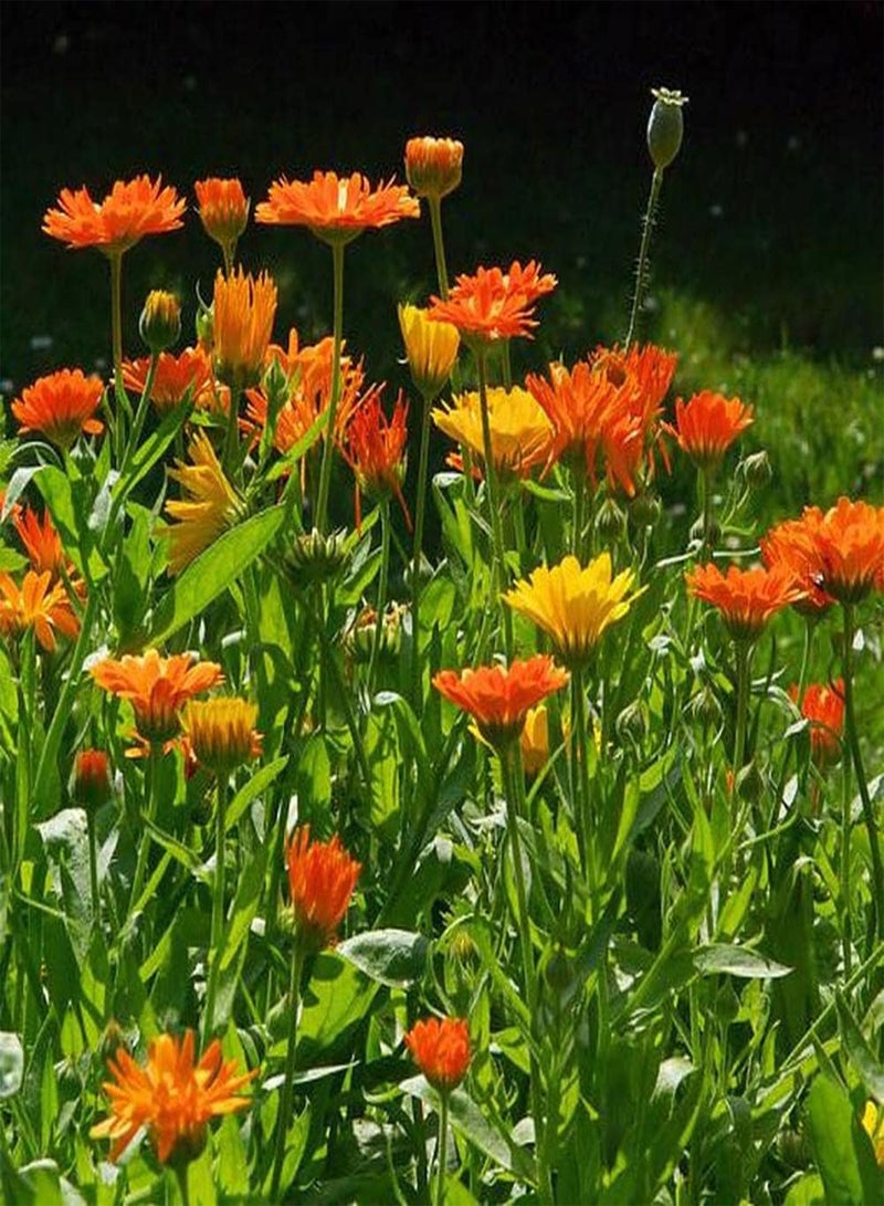 جي جوت 200 قطعة من بذور الآذريون، زهور جميلة تضيء حديقتك، الزراعة على شكل قطع تشكل منظرًا طبيعيًا يجعل البيئة المحيطة أكثر جمالًا - Image 2