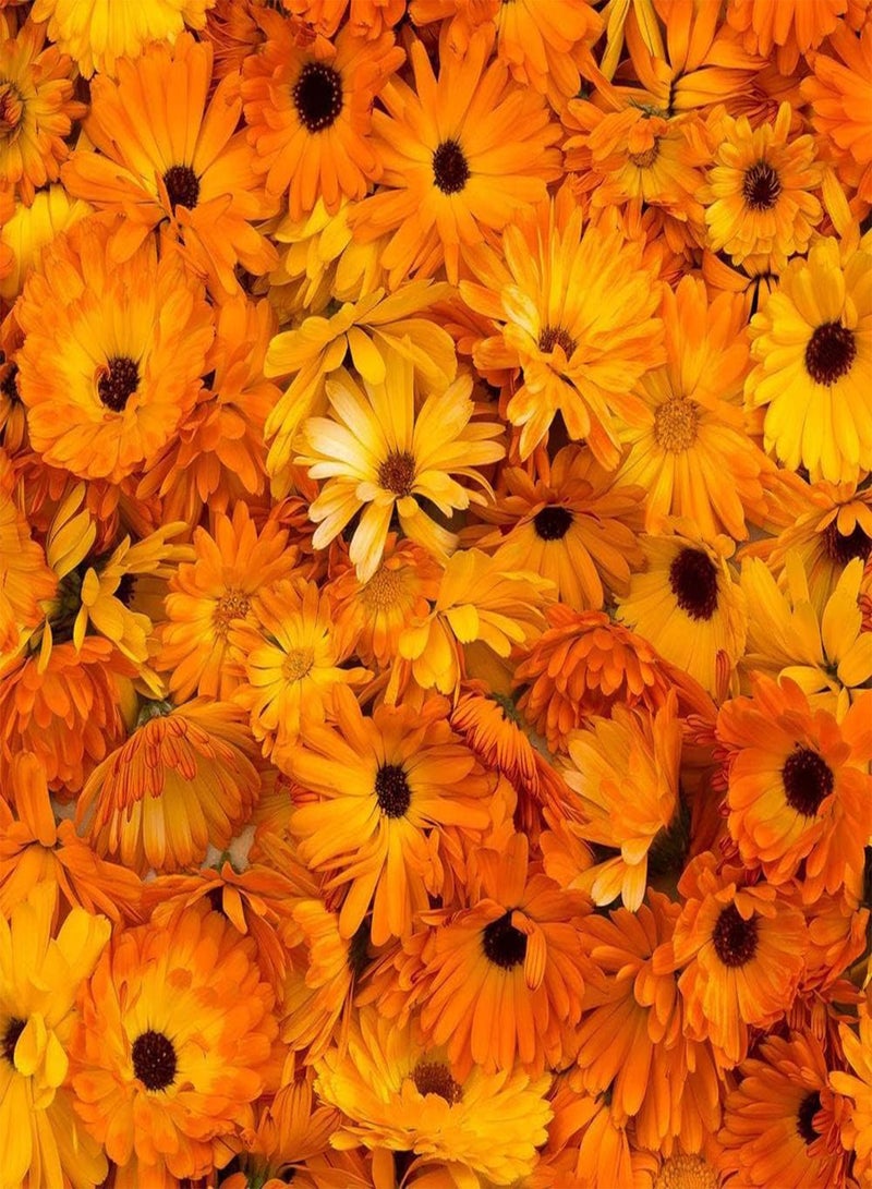 جي جوت 200 قطعة من بذور الآذريون، زهور جميلة تضيء حديقتك، الزراعة على شكل قطع تشكل منظرًا طبيعيًا يجعل البيئة المحيطة أكثر جمالًا - Image 1