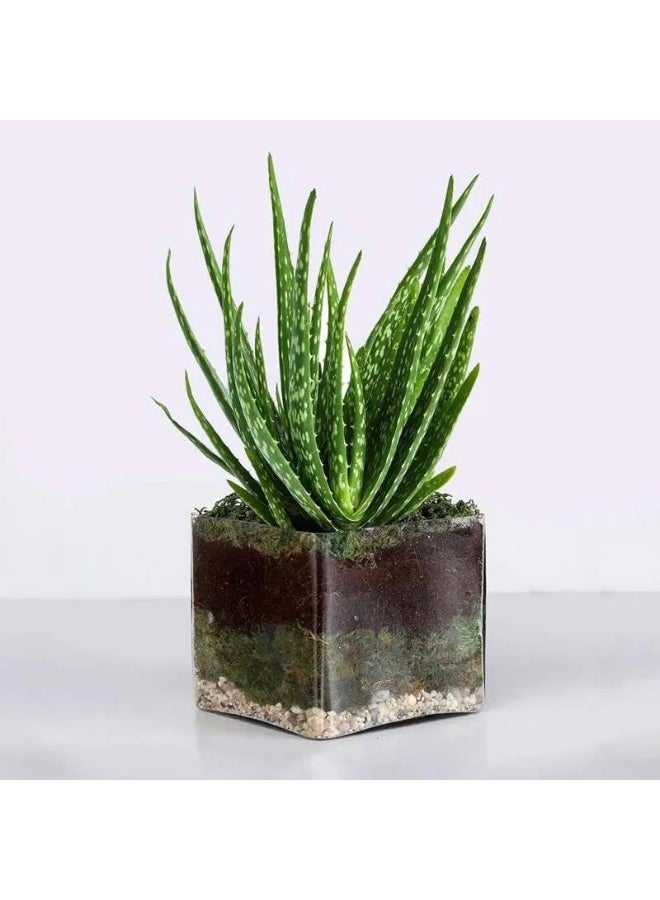 Buy Any Flowers Aloe Vera Plant In Square Glass Vase