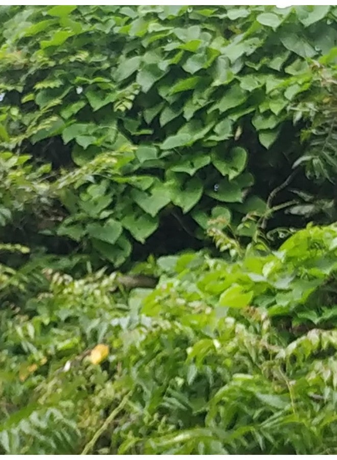 Neem giloy Tippa teega plant Stems for Immunity, Joint Health and Digestive Support, Traditional Ayurvedic Herb 12 stems - Image 2