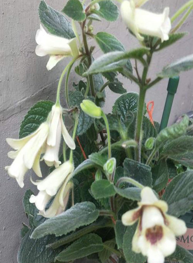 GGOOT 50Pcs/Bag White Sinningia Seeds Oranamental Floral Bonsai Tropical Plant for Garden Home Decoration Seed - Image 3