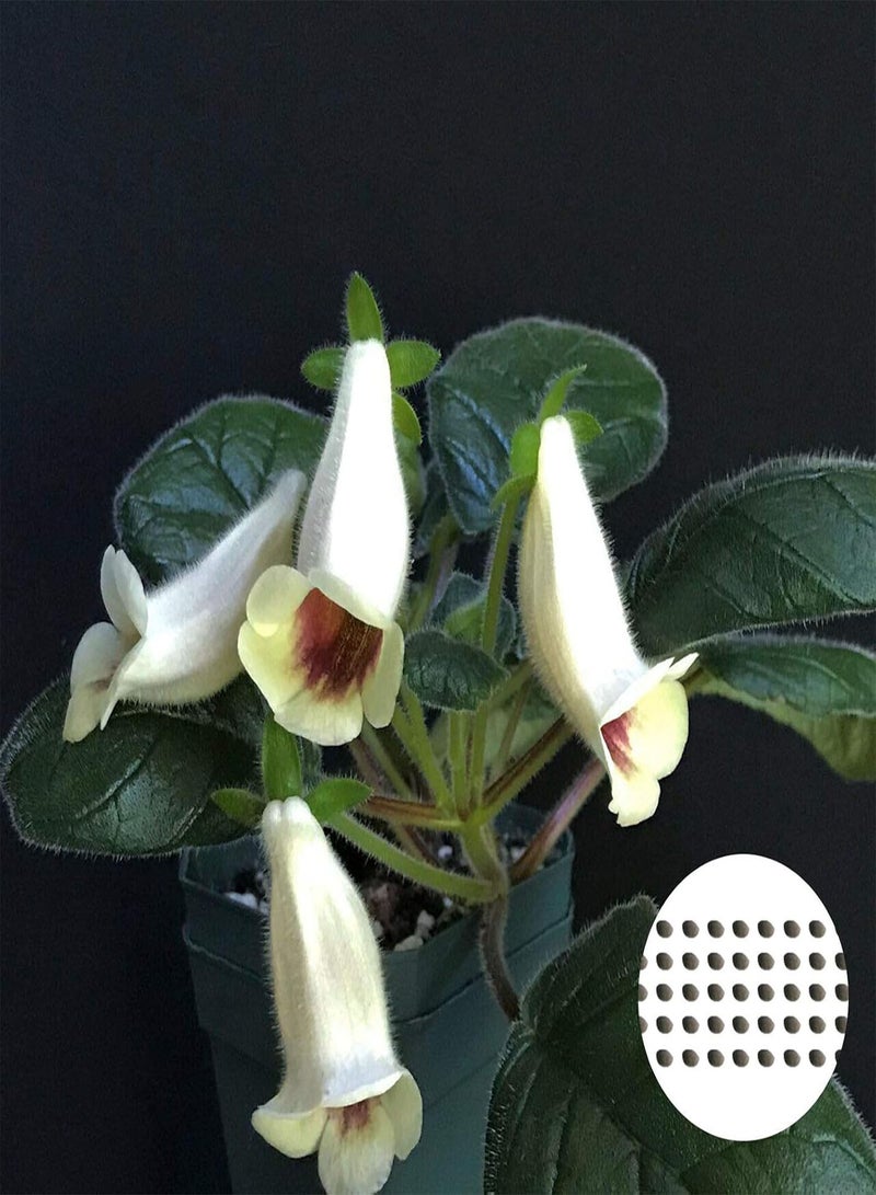 GGOOT 50Pcs/Bag White Sinningia Seeds Oranamental Floral Bonsai Tropical Plant for Garden Home Decoration Seed - Image 1