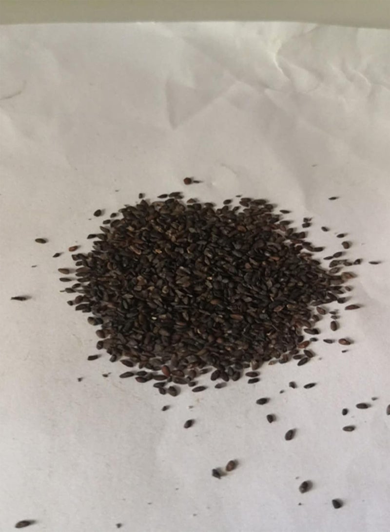 GGOOT 50Pcs/Bag White Sinningia Seeds Oranamental Floral Bonsai Tropical Plant for Garden Home Decoration Seed - Image 4