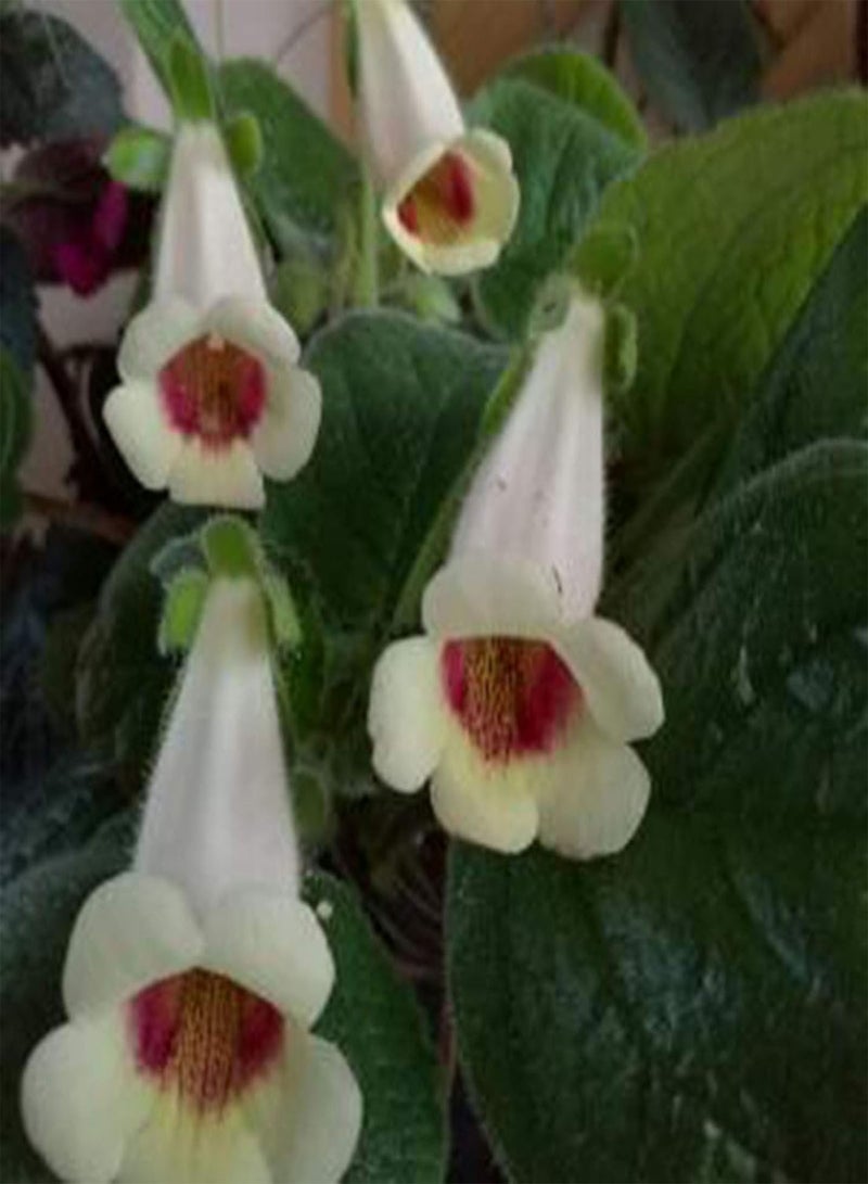 GGOOT 50Pcs/Bag White Sinningia Seeds Oranamental Floral Bonsai Tropical Plant for Garden Home Decoration Seed - Image 2