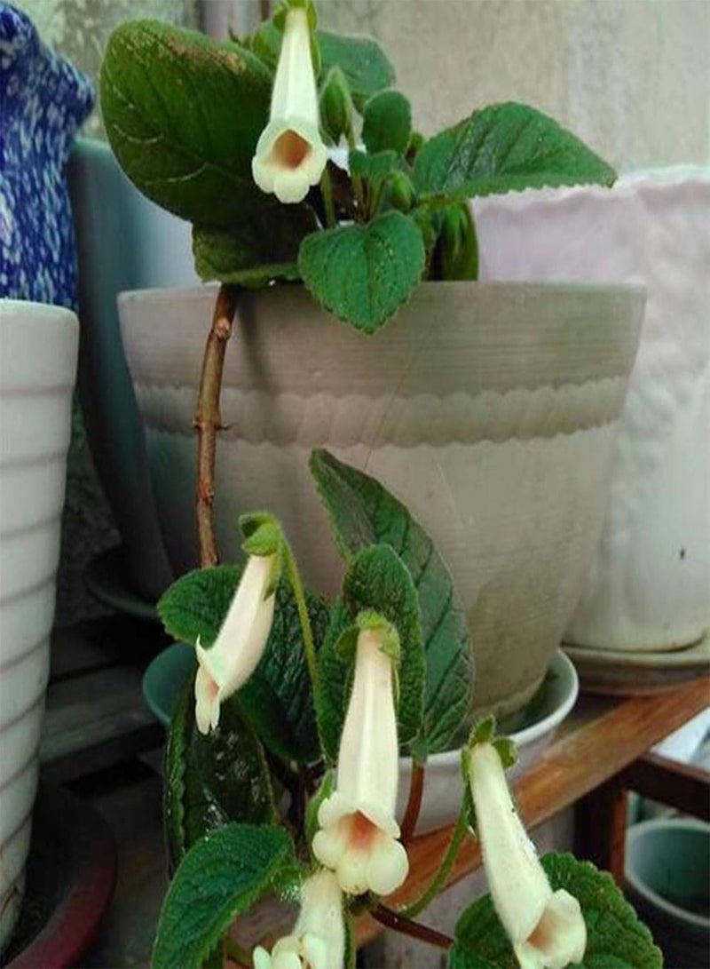 GGOOT 50Pcs/Bag White Sinningia Seeds Oranamental Floral Bonsai Tropical Plant for Garden Home Decoration Seed - Image 5