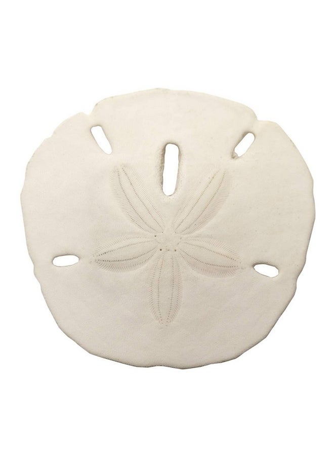 South Beach Crafts Sand Dollars Set Of 12 Wedding Seashell Craft Hand Picked And Professionally Boxed (11.5 Inches)  - Image 1