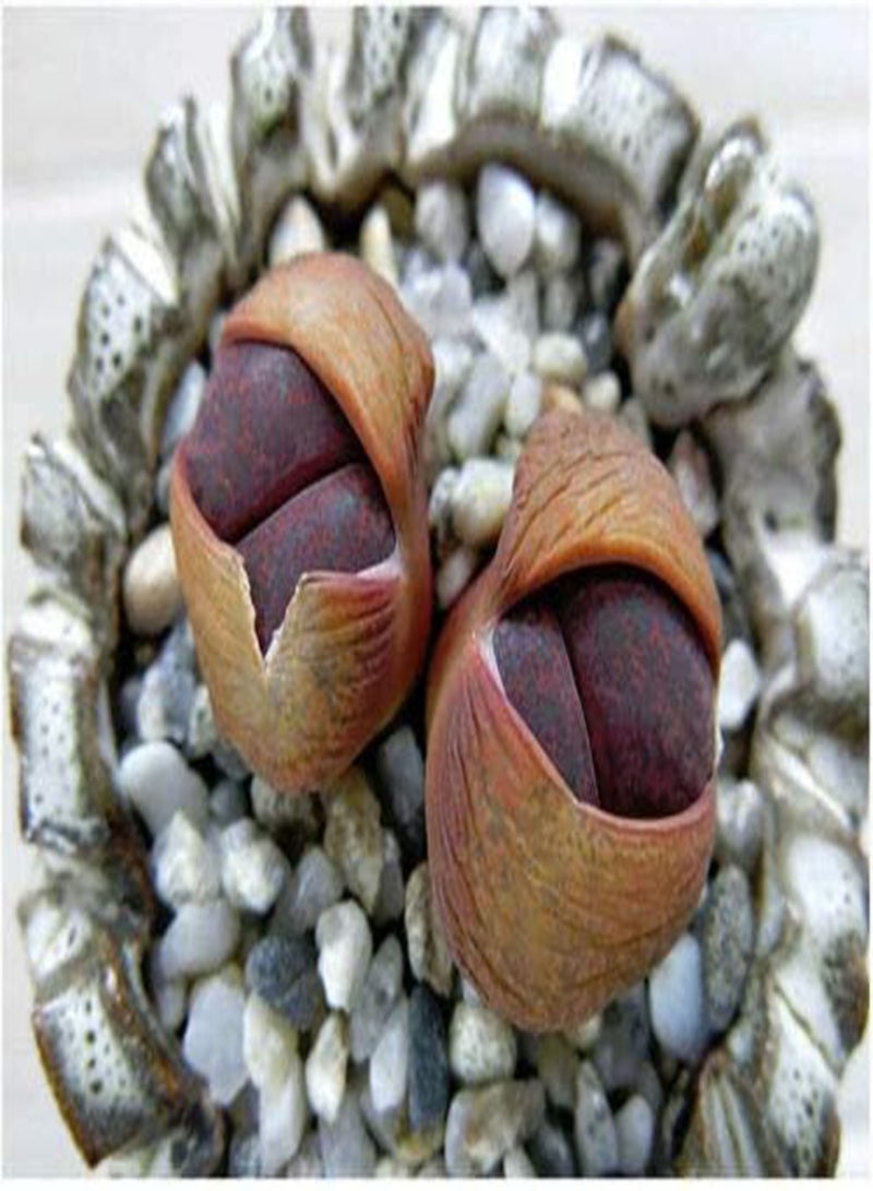 GGOOT Lithops lesliei Fred`s Redhead, Living Stone Rock Stone Cactus Seed 50 Seeds 