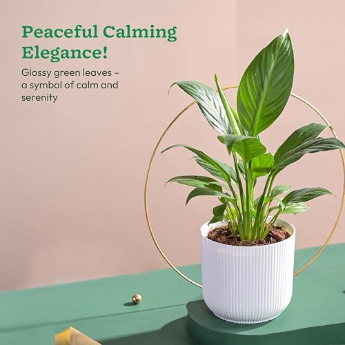UGAOO Peace Lily Plant in White Ibiza Pot | Indoor Flowering Air-Purifying Plant for Home, Bedroom & Living Room Decor - Image 2