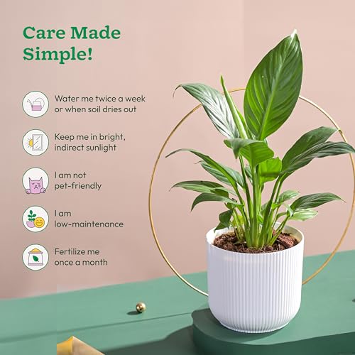 UGAOO Peace Lily Plant in White Ibiza Pot | Indoor Flowering Air-Purifying Plant for Home, Bedroom & Living Room Decor - Image 3