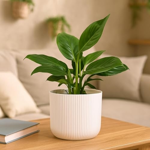 UGAOO Peace Lily Plant in White Ibiza Pot | Indoor Flowering Air-Purifying Plant for Home, Bedroom & Living Room Decor - Image 1