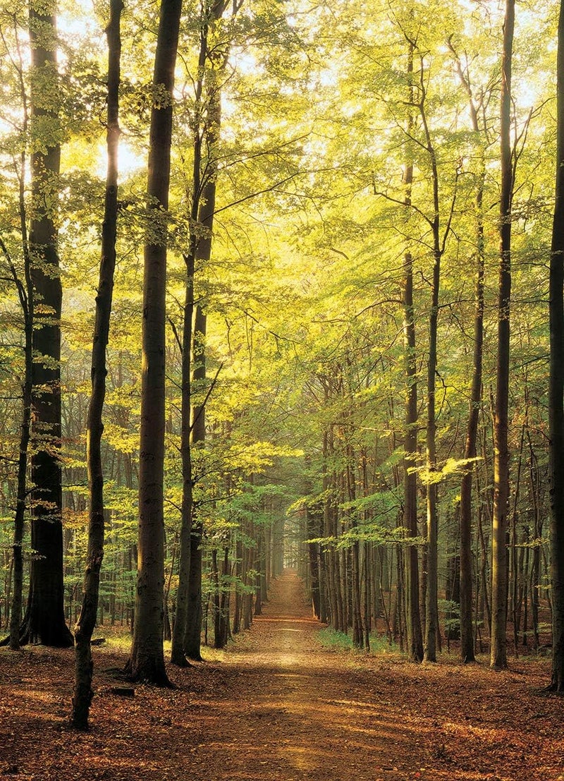 Eurographics Forest Path 1000Piece Puzzle - Image 2