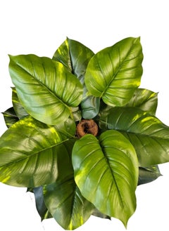 Garden Oasis Landscaping Artificial Money Plant 1.6 Meters High Artificial Pachira Aquatic Tree in Plastic Pot for Home Garden Office Decoration – Artificial Plants – Fake Tree – Fake Plants  - Image 4