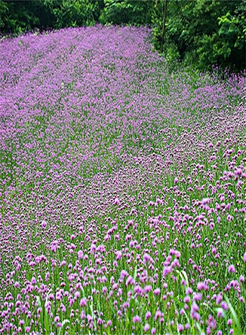 GGOOT Imported Verbena Seeds/Can Blossom in Large Numbers/Strong Growing Plant/Charming Fragrance Flowers-300pcs - Image 2