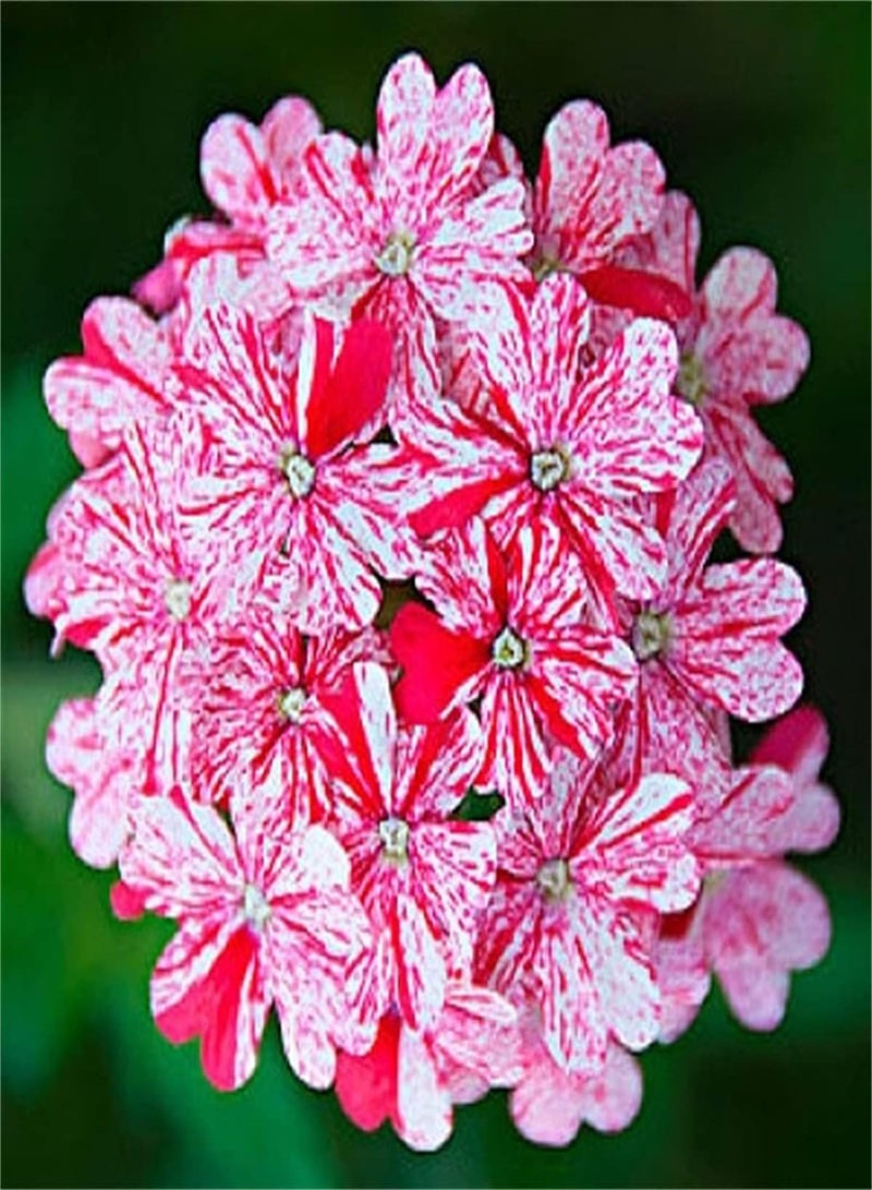 GGOOT Imported Verbena Seeds/Can Blossom in Large Numbers/Strong Growing Plant/Charming Fragrance Flowers-300pcs - Image 1