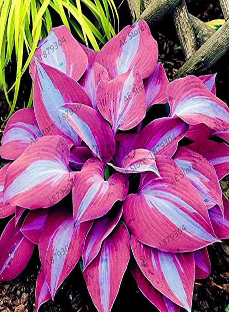 200pcs/bag Hosta Seed Perennials Plantain  Lily Flower White Lace Home Pot Garden Ground Cover Plant Flores - (Color: Mix)
