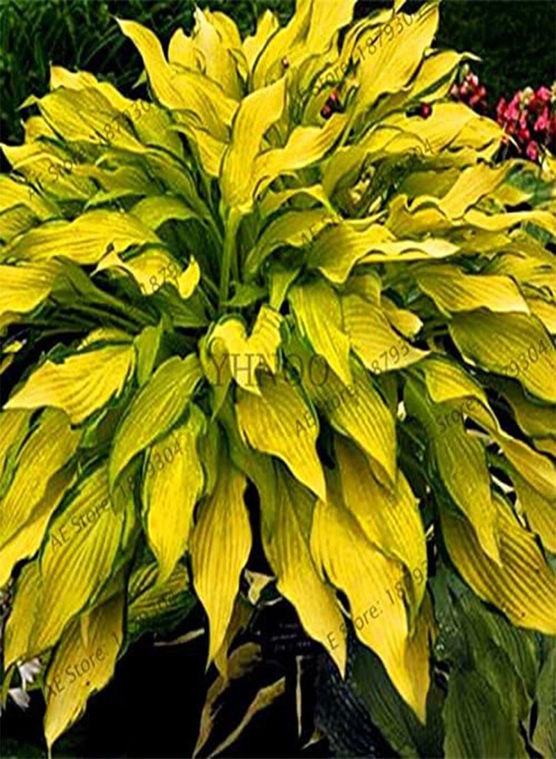 200pcs/bag Hosta Seed Perennials Plantain  Lily Flower White Lace Home Pot Garden Ground Cover Plant Flores - (Color: Mix)
