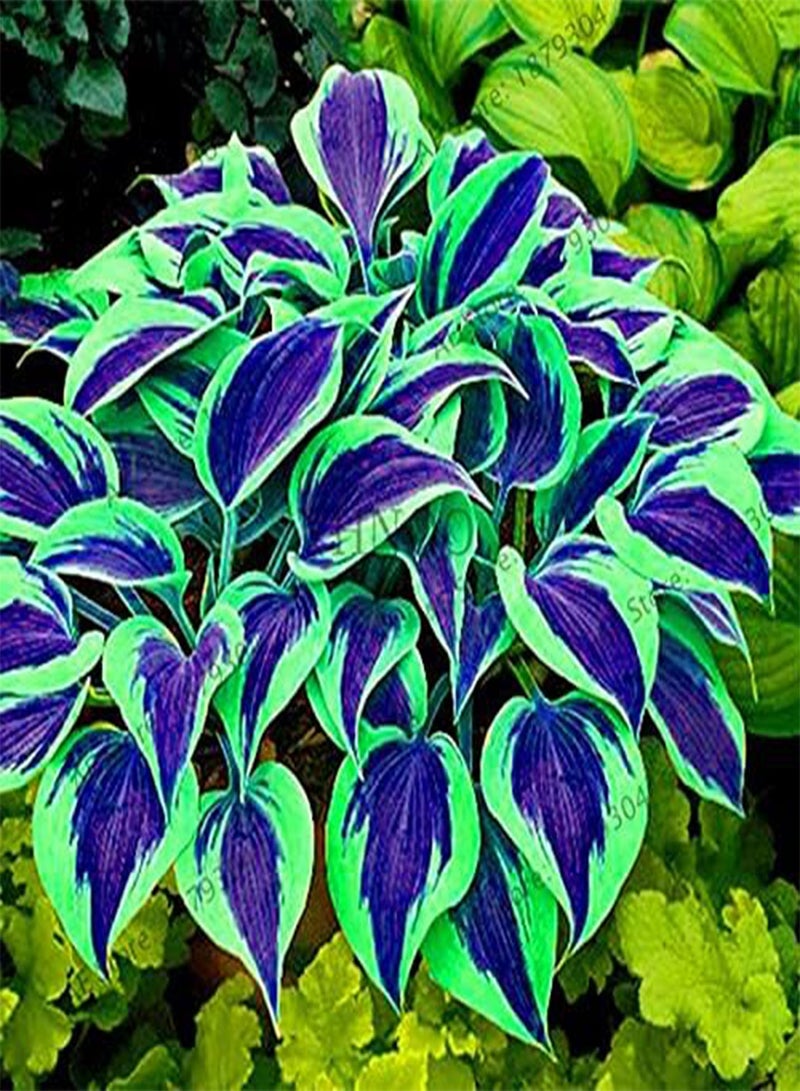 200pcs/bag Hosta Seed Perennials Plantain  Lily Flower White Lace Home Pot Garden Ground Cover Plant Flores - (Color: Mix)