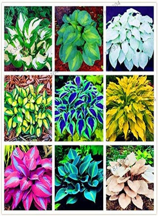 200pcs/bag Hosta Seed Perennials Plantain  Lily Flower White Lace Home Pot Garden Ground Cover Plant Flores - (Color: Mix) - pzsku/Z6155D8825C9F3F46E96FZ/45/_/1741599149/8c139654-5833-485c-9730-6f9afbff2c6f