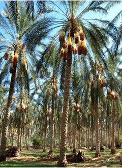 Deglet Nour Dates,Royal Date, Queen of Dates (Phoenix dactylifera) Seeds (5)