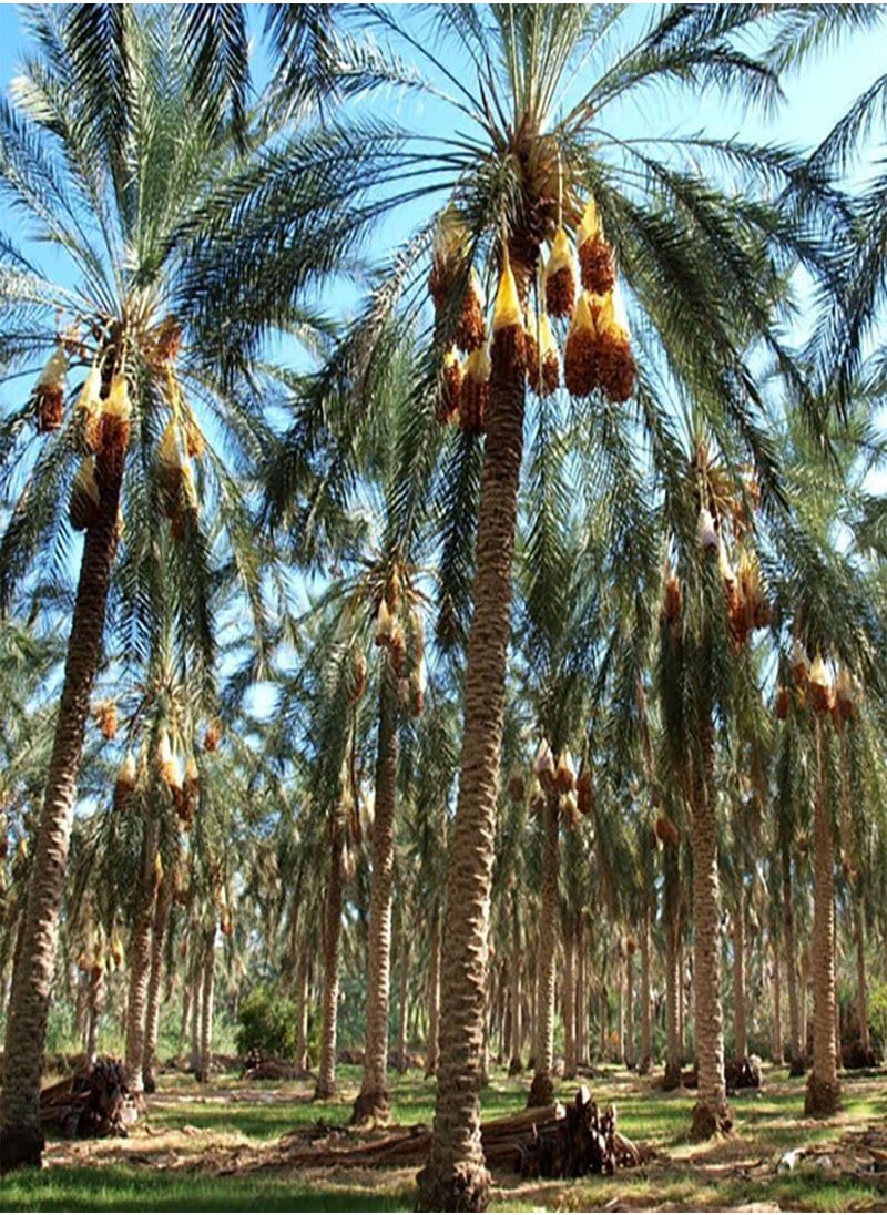 GGOOT - Deglet Nour Dates,Royal Date, Queen of Dates (Phoenix dactylifera) Seeds (5) - Image 1